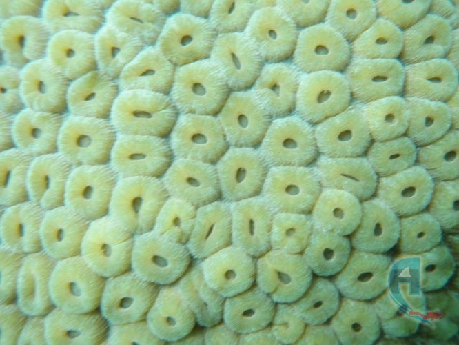 polipos calcaceos coral del caribe